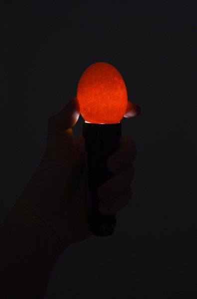 POULTRY EGG CANDLING LAMP